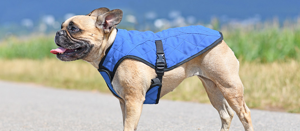 Best-Dog-Cooling-Vests