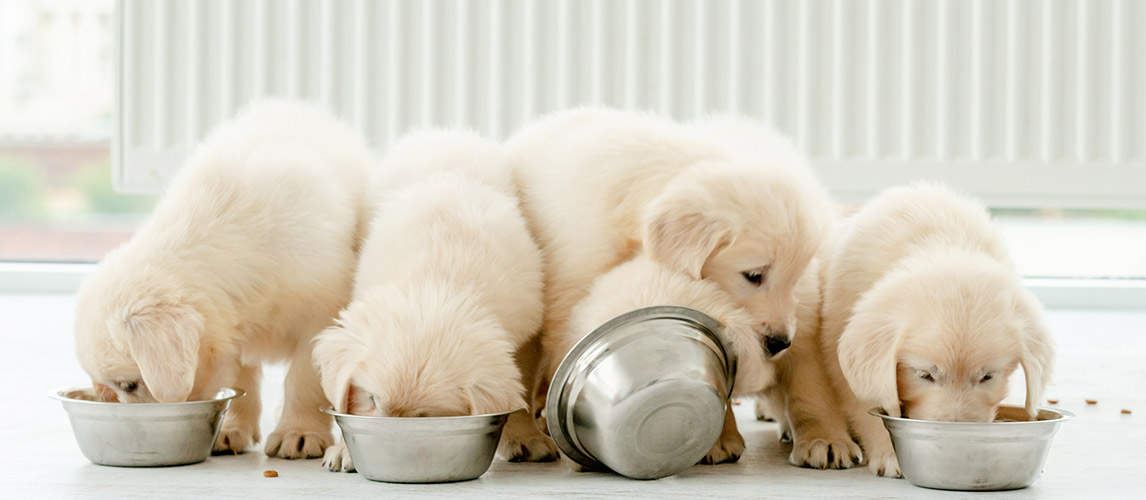 Best-Dog-Food-for-Puppies