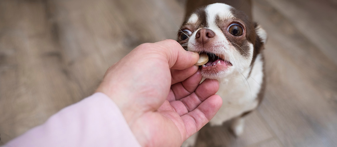 Best-Probiotics-for-Dogs