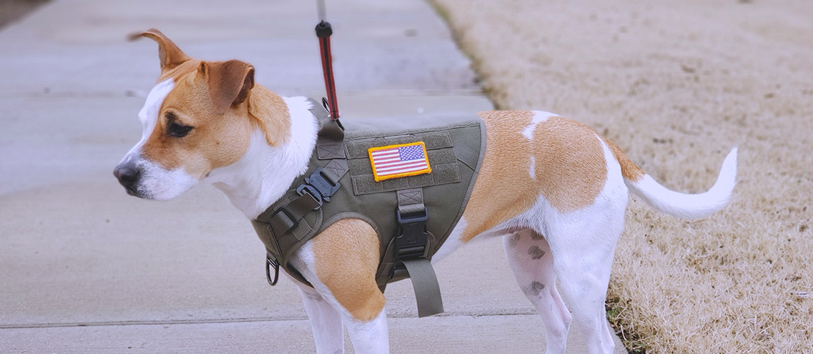 Best-Tactical-Dog-Vest