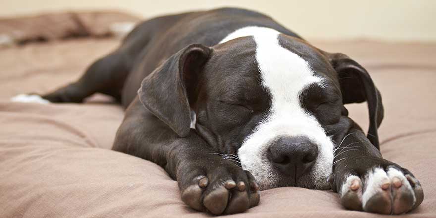 Black and white Pit Bull puppy asleep on soft bed