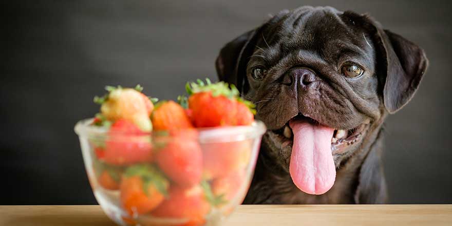Black puppy pug dog waiting to eat strawberry in very hot day.