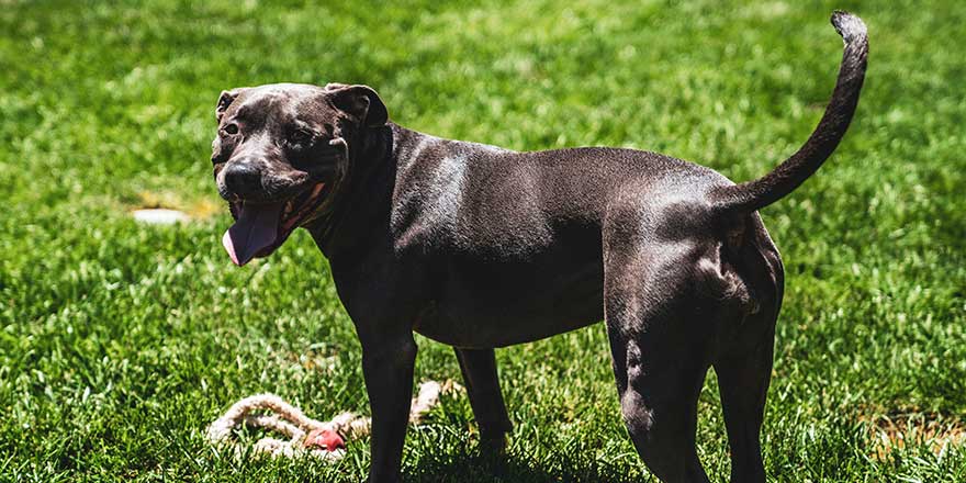 Blue/Grey Happy Pitbull Playing with Rope Toy