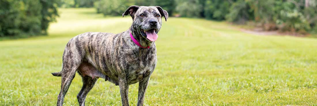 Brindle-Pitbulls-Do-They-Make-Good-Pets