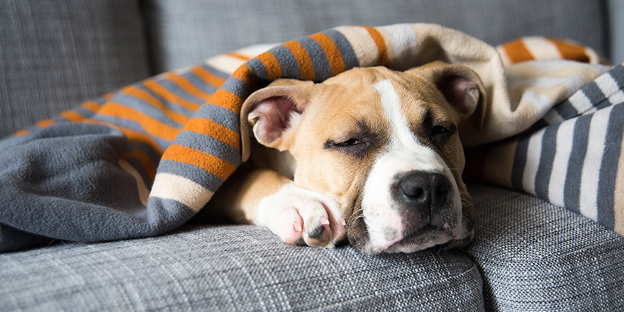 Bulldog Mix Puppy Sleeping on Gray Sofa at Home