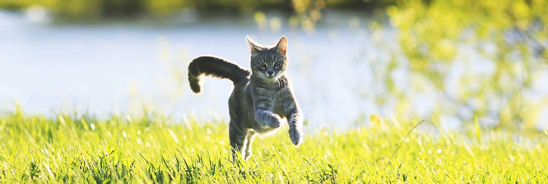 Caring for Outdoor Cats How to Keep Them Safe, Happy, and Healthy