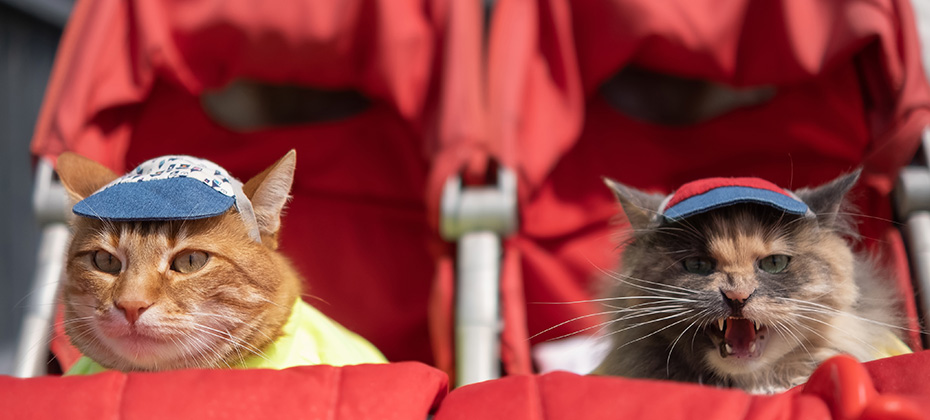 Cats in a stroller on a trip dressed in clothes