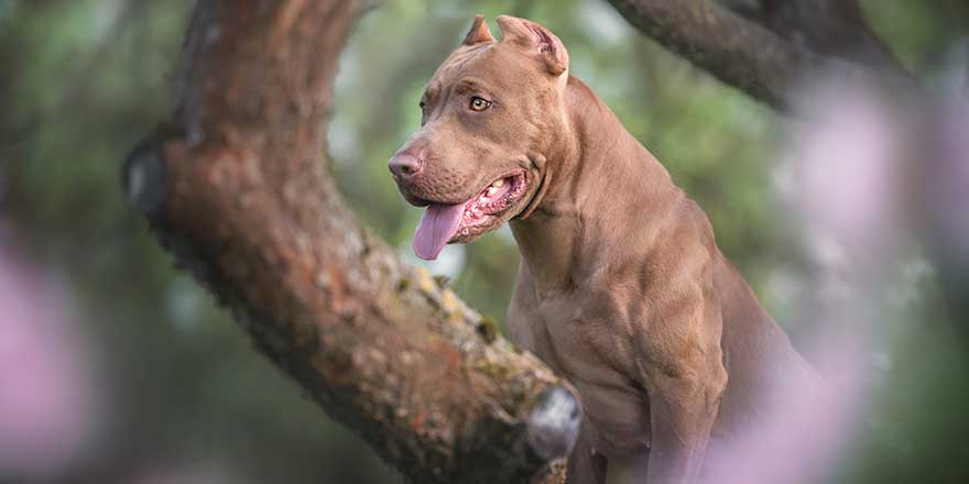 Close-up portrait of a powerful Pit Bull Terrier with cropped ears 