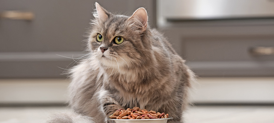 Cute cat near bowl with food at home