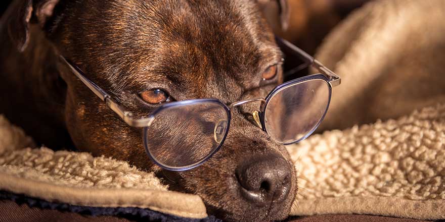 Cute picture from a English Staffordshire Bull Terrier. The smart dog is getting sleepy with her glasses on.