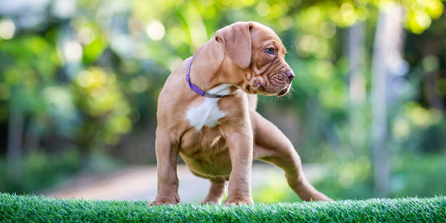 Cute small puppy pitbull mixed breed dog flat brown white polka dot beautiful green lawn Looks very funny and cute. He has a habit of loving his owner. 