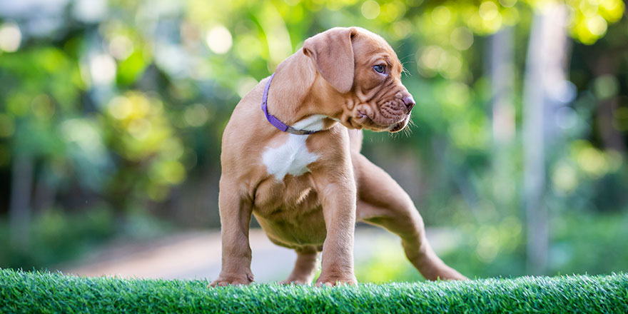 Cute small puppy pitbull mixed breed dog flat brown white polka dot beautiful green lawn 