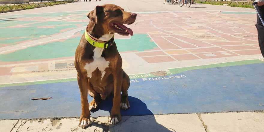 Doberman Pit sitting at park