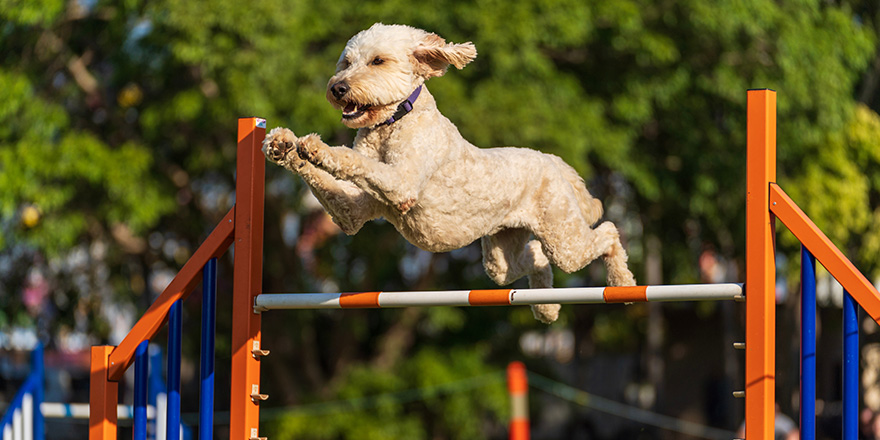 Dog agility competition at the Royal Darwin Show 2022, Australia.