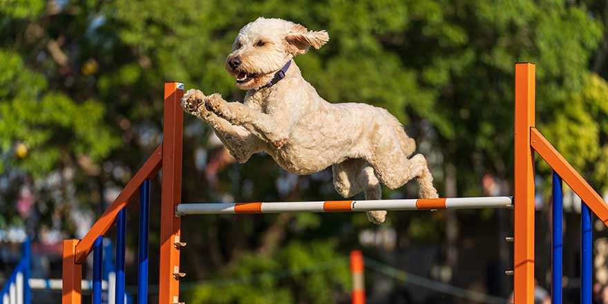 Dog agility competition at the Royal Darwin Show 2022, Australia.