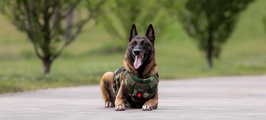 Dog armor Dog in a bulletproof vest