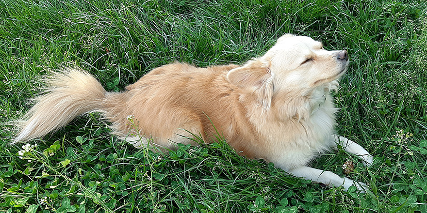 Dog chilling on the grass, with no company to play with during COVID-19 pandemic