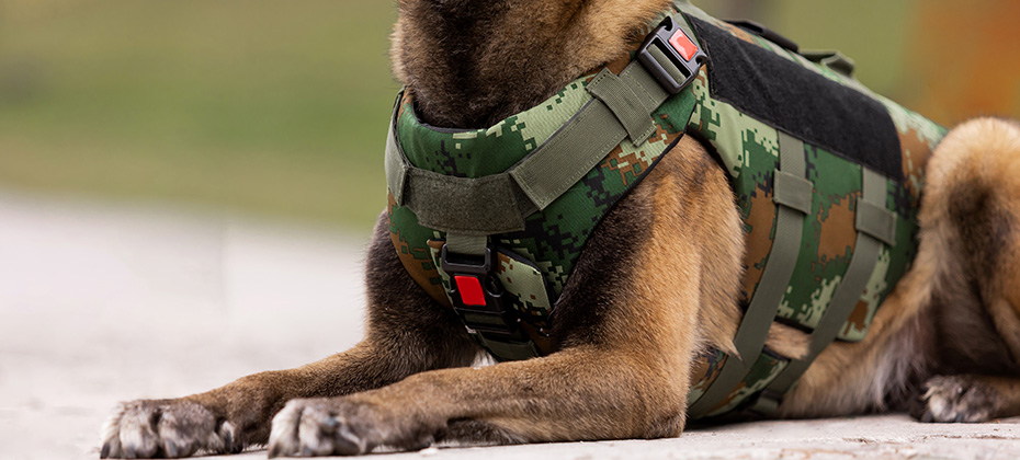 Dog in a bulletproof vest