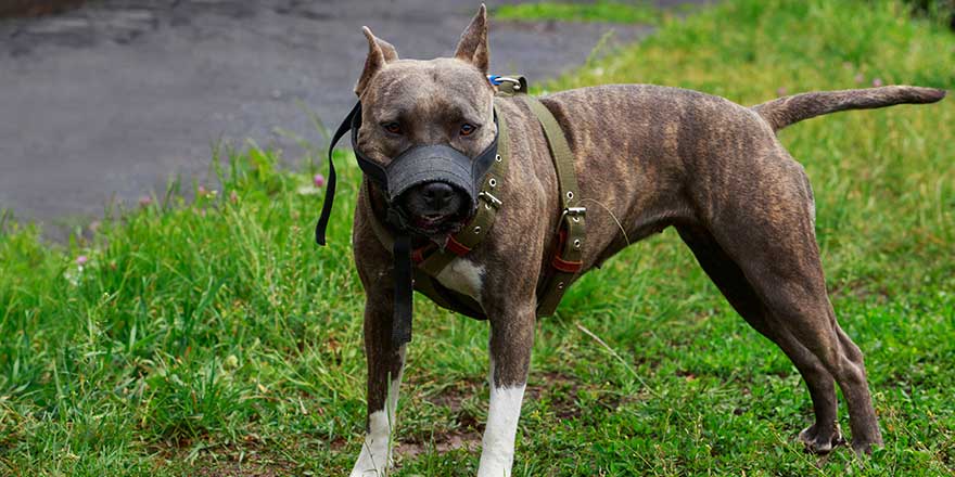 Dog of the breed American Pit Bull Terrier