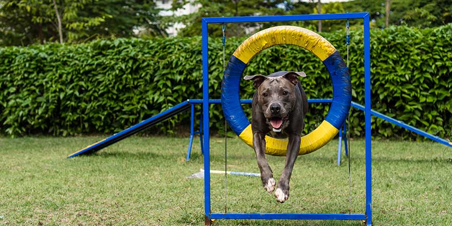 Dog place with toys like a ramp and tire for him to exercise.