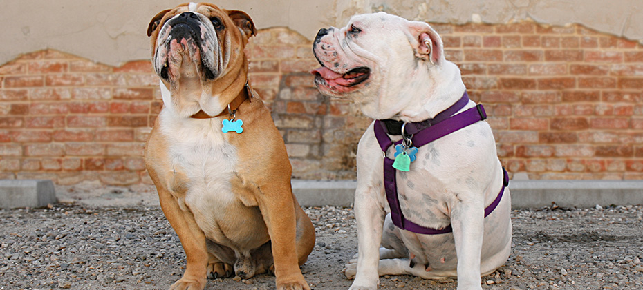 Two English Bulldogs are sitting in front of the old building. One is wearing a collar, and the other is wearing a harness.