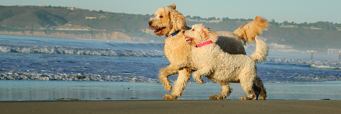 F1-vs-F1b-Goldendoodle—Which-Makes-The-Best-Pet