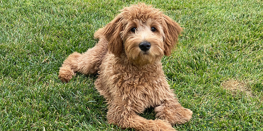 Female Medium F2b Goldendoodle Puppy