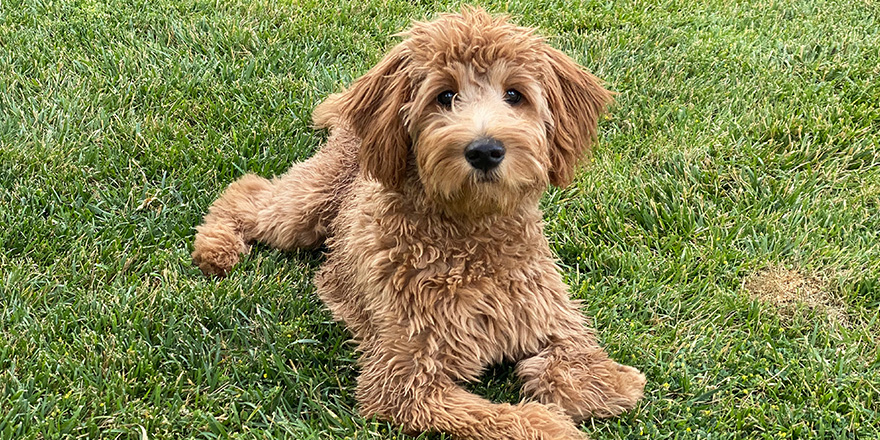 Female Medium F2b Goldendoodle Puppy