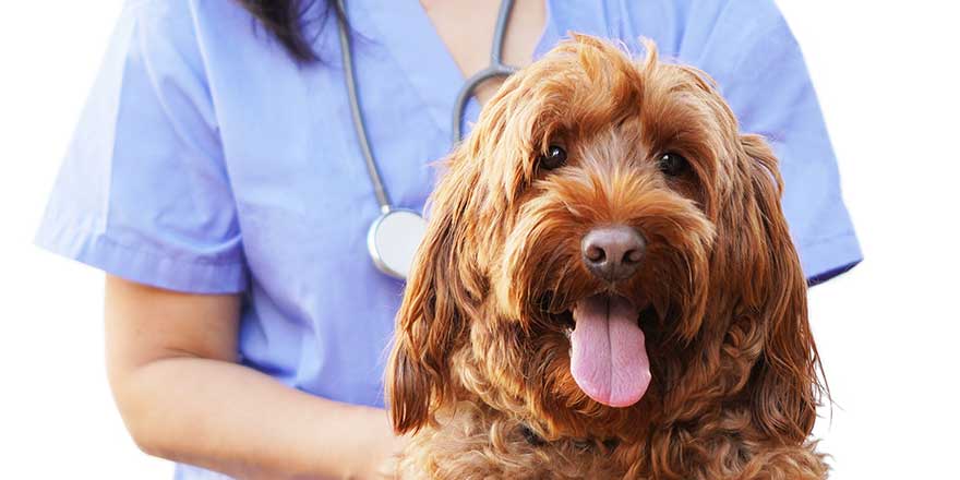 Female veterinarian kneels behind a large brown labradoodle dog patient with it’s tongue out against an isolated white background