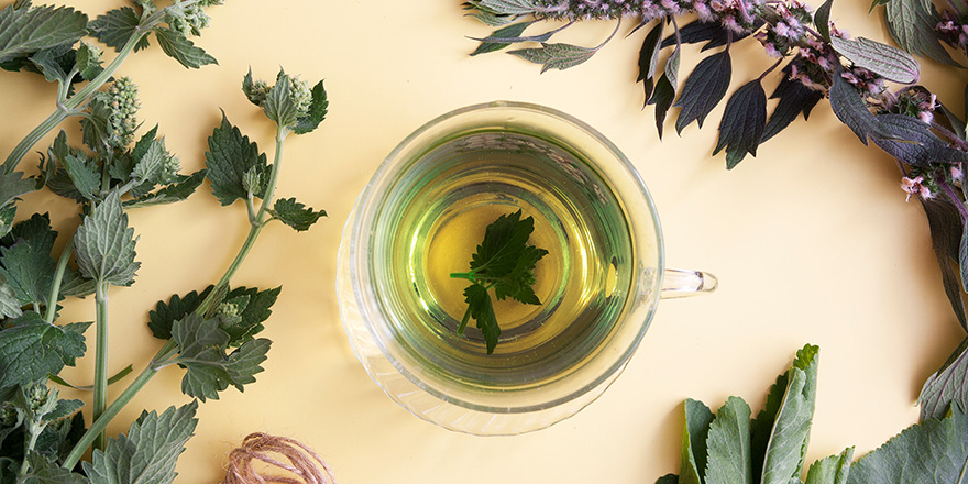 Flat lay herbal tea in a glass cup with fresh melissa, a clergyman and a catnip