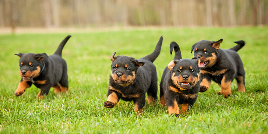 Four rottweiler puppies running