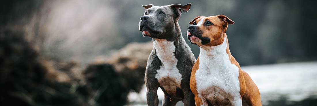 From Red and Blue to Merle The Most Popular Colors for Pitbulls
