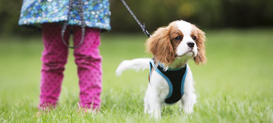 A girl is taking King Charles puppy for a walk on a leash. 