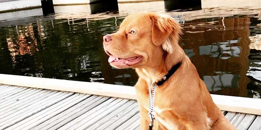 Golden Pit the dog is sitting on the dock