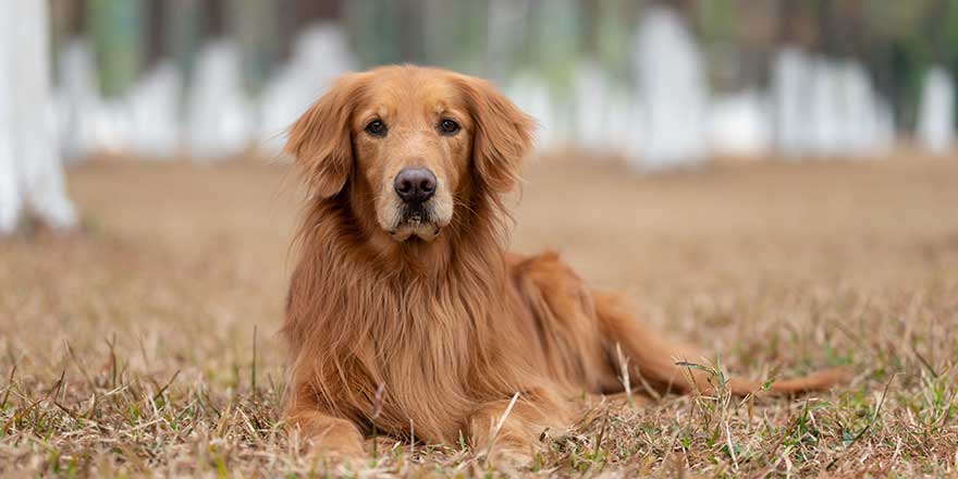 Golden Retriever lying on the grass