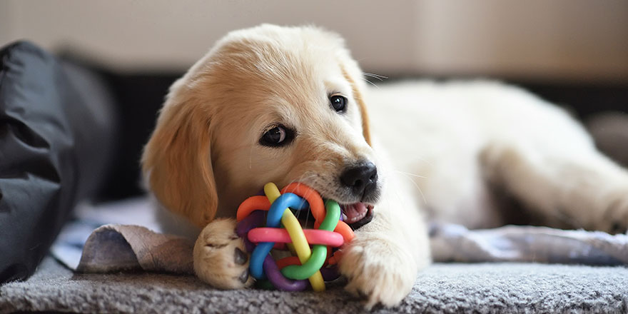 A Golden Retriever puppy is munching his chew toy on his dog bed.