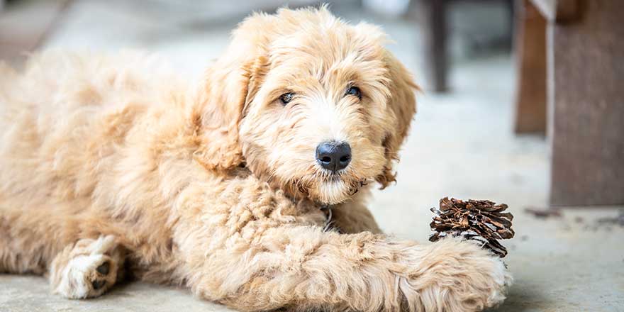 Golden fluffy puppy laying on the porch with a pine cone