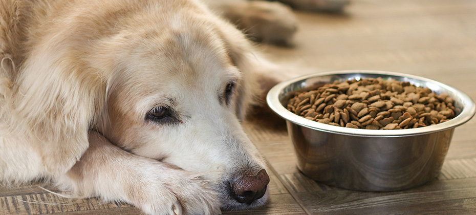 Golden retriever dog laying down by the bowl of dog food