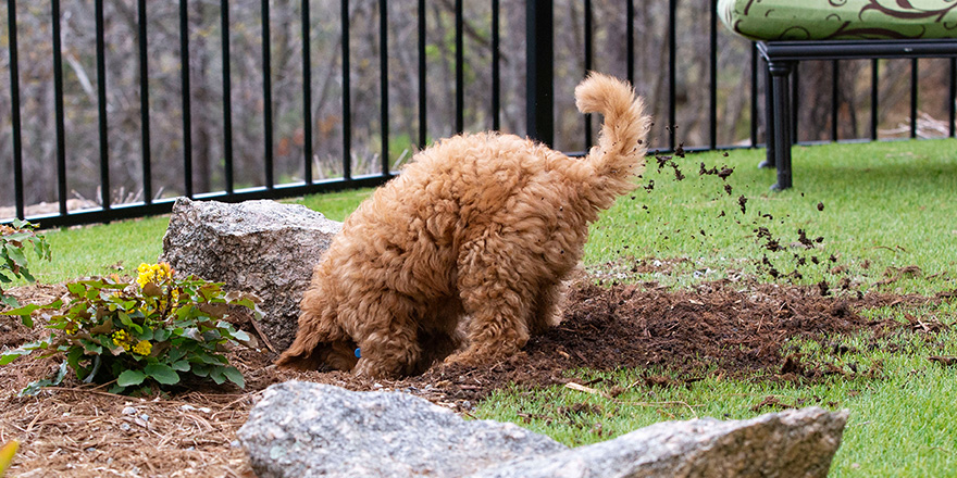 Goldendoodle Puppy Digging to China