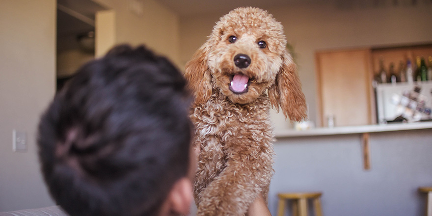 Goldendoodle Puppy Excited Happy Face