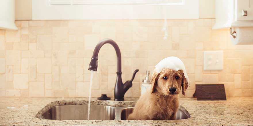 Goldendoodle Puppy getting sink bath .