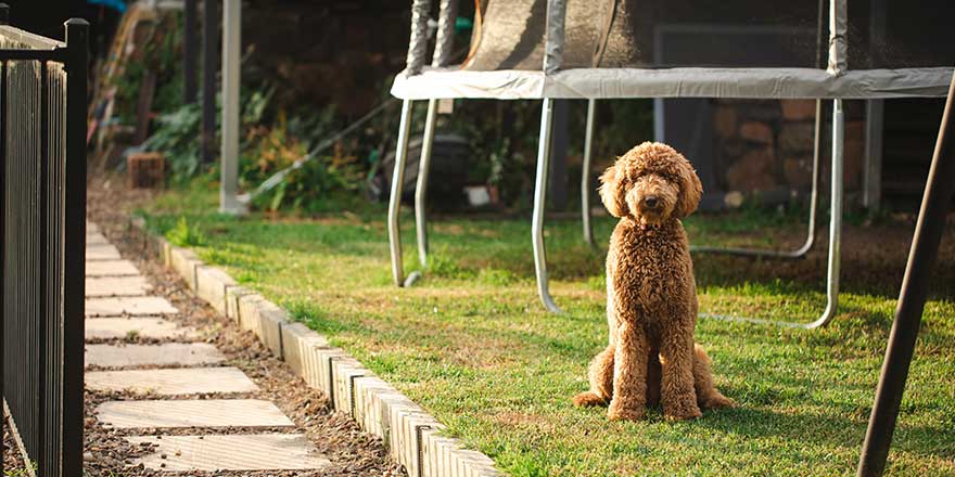 Groodle specialty breed curly hair dog in backyard garden setting