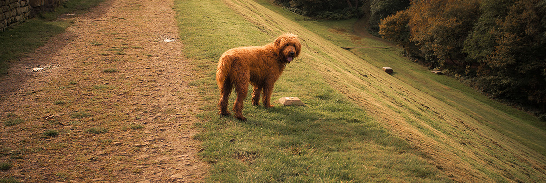 Guide to the Red Goldendoodle: Breeding, Variations, and Care