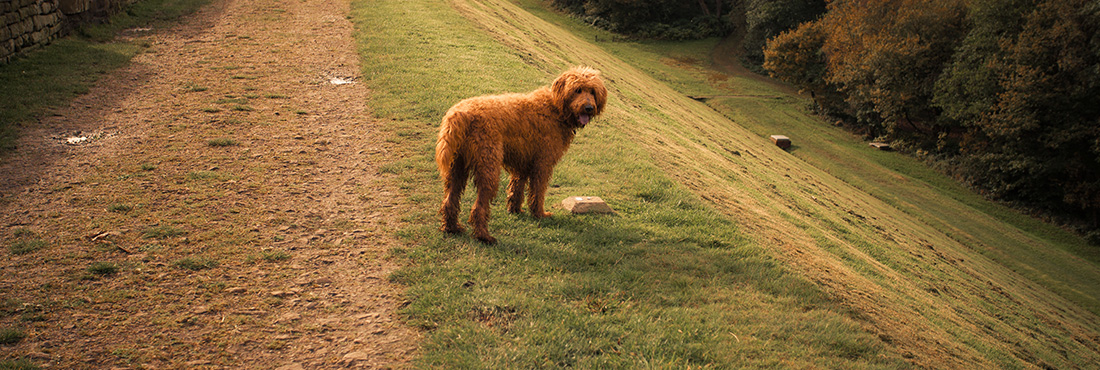 Guide-to-the-Red-Goldendoodle-Breeding,-Variations,-and-Care