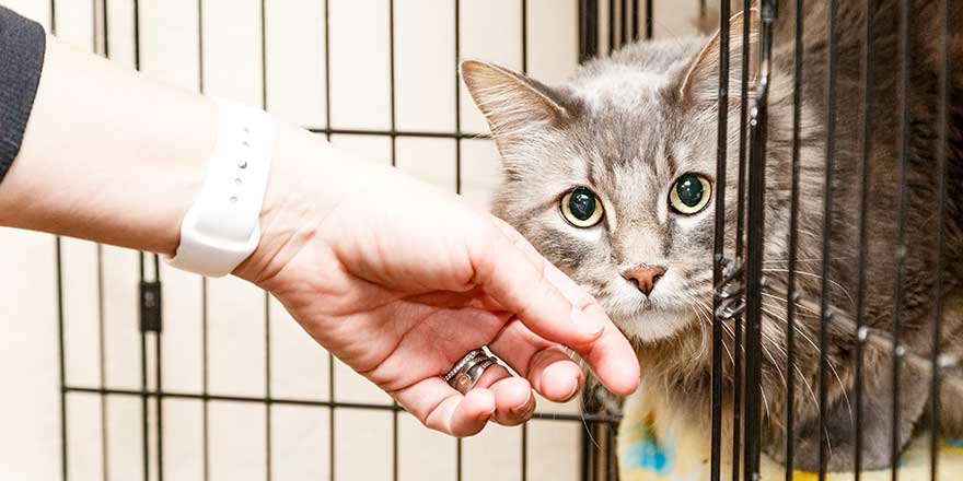 Hand of a woman petting a scared and shy cat that is lying in a cage at a shelter