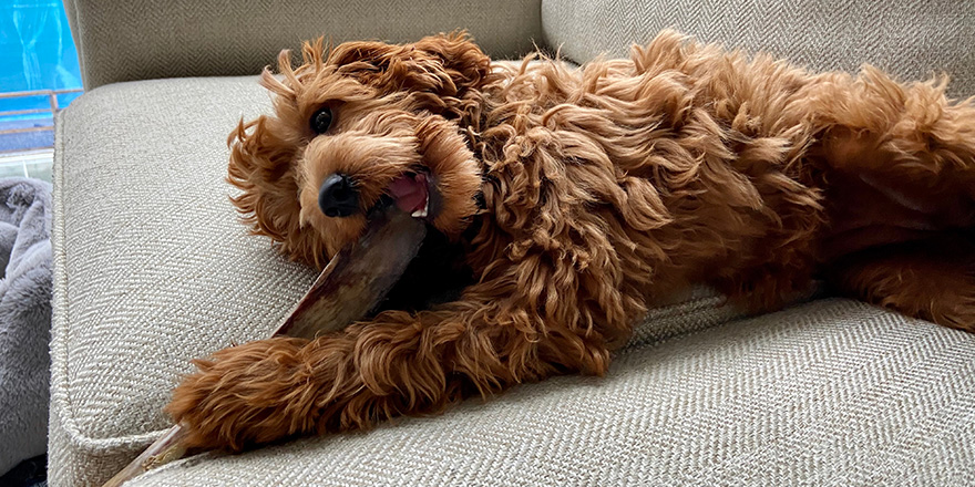 Happy Goldendoodle chewing on a bone