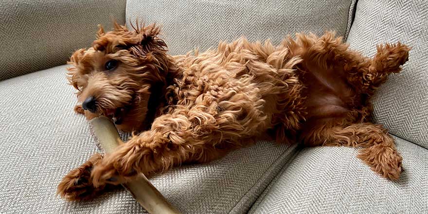 Happy Goldendoodle chewing on a bone