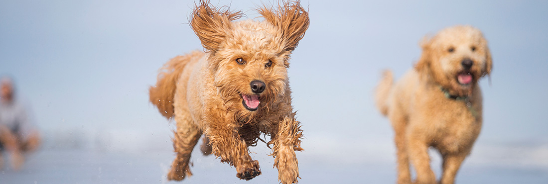 How to Train a Goldendoodle: Things you Need to Know