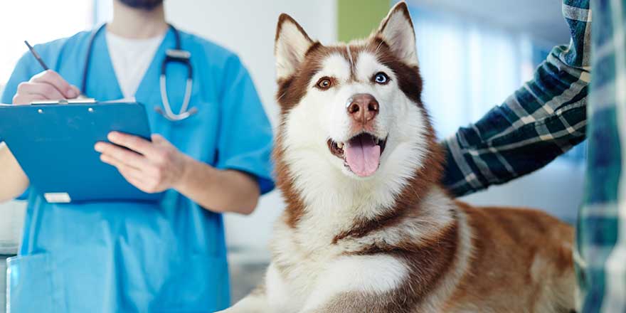 Husky dog lying on vet table with doctor and master near by