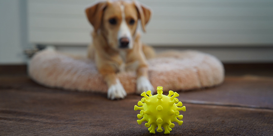 Is coronavirus transmitted by pets?